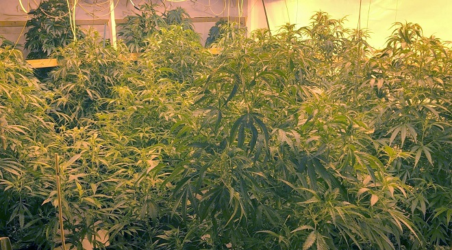 Million dollar Higgins home restrained after 31 cannabis plants and firearm seized