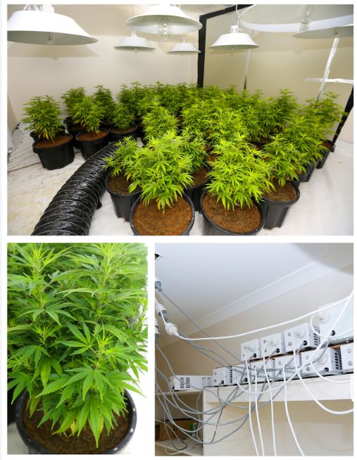 ACT Policing has seized a further 89 Cannabis plants and more than $20000 in hydroponic equipment from a house in Bonner 