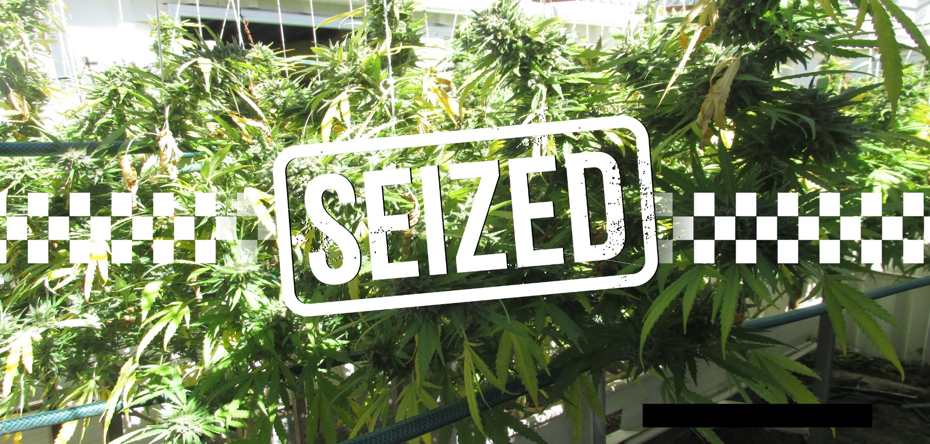 Cannabis seized