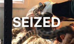 Seized Snake Banner.png
