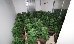 Man to face court after cash and 300 cannabis plants seized