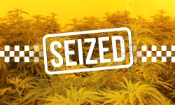 Cannabis plants seized. 