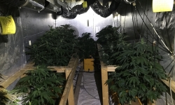 Warrant activity reveals grow house in Holt