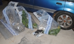 Cannabis plants, illicit human growth hormones, an imitation firearm and a conducted energy weapon in plastic evidence bags