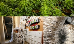 ACT Policing has seized a further 71 cannabis plants and over $20,000 worth of hydroponic equipment as part of Operation Armscote