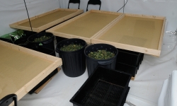 A room containing drying marijuana beds and four large garbage bins filled with cannabis bud