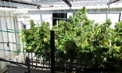 Cannabis plants seized