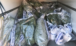 Police operation results in seizure of more than 180 cannabis plants